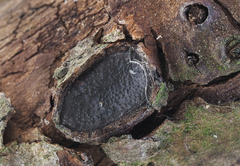 Biscogniauxia dennisii