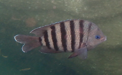 Abudefduf bengalensis