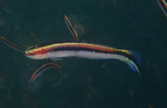 Trachinops taeniatus