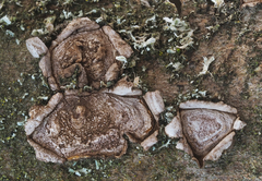 Hypoxylon cercidicola