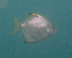Monodactylus argenteus