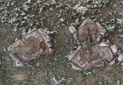 Hypoxylon cercidicola