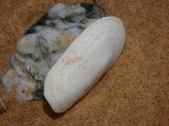 Scutus antipodes