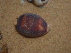 Lyncina vitellus