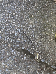 Oligodon bitorquatus