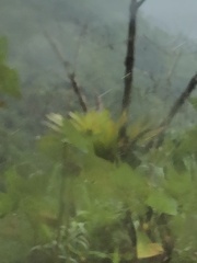 Tillandsia complanata