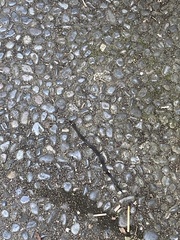 Oligodon bitorquatus