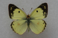 Colias hyale alta