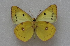 Colias hyale alta