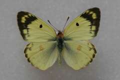 Colias hyale alta