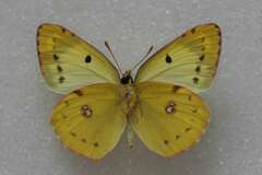 Colias hyale alta