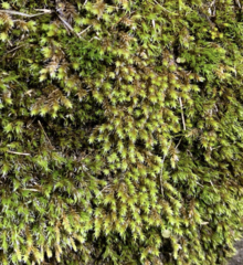 Hedwigia stellata