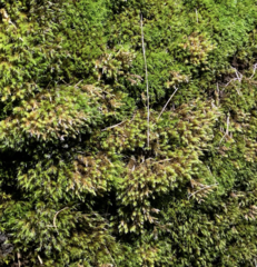 Hedwigia stellata
