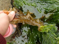 Undaria pinnatifida