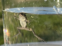 Pelodytes atlanticus