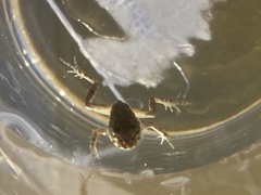 Pelodytes atlanticus