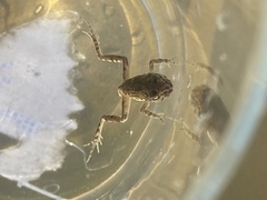 Pelodytes atlanticus