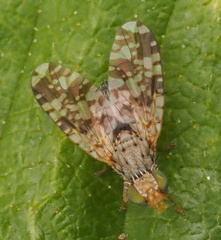 Austrotephritis poenia