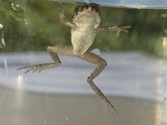 Pelodytes atlanticus