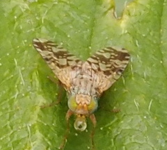 Austrotephritis poenia