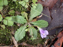 Mazus fauriei