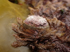 Siphonaria australis