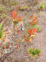 Gaiadendron punctatum