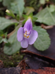 Mazus fauriei