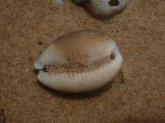 Lyncina vitellus