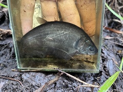 Notopterus notopterus