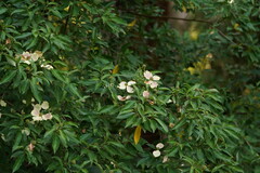 Cornus capitata
