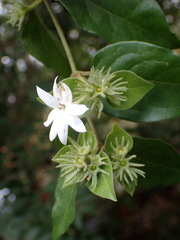 Jasminum multiflorum