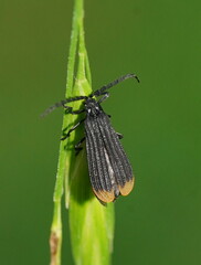 Diatrichalus funereus