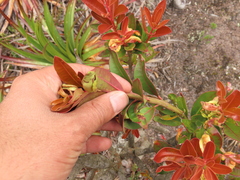 Gaiadendron punctatum