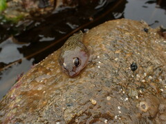 Diplocrepis puniceus