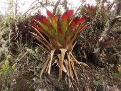Guzmania squarrosa