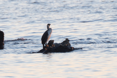Phalacrocorax capillatus