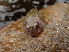 Diplocrepis puniceus