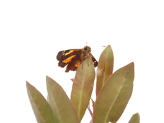 Dalla