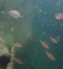 Atypichthys strigatus