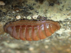 Chiton glaucus