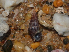 Batillaria australis