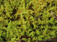 Hypnum amabile