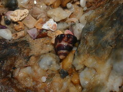 Bembicium auratum