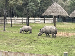 Rhinocerotidae