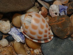Phalium areola
