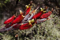 Phormium