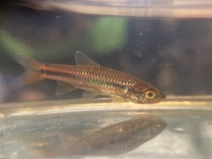 Rasbora cephalotaenia