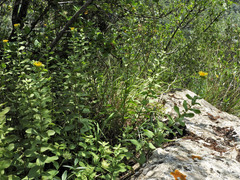 Pentanema spiraeifolium