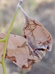 Cymbacha